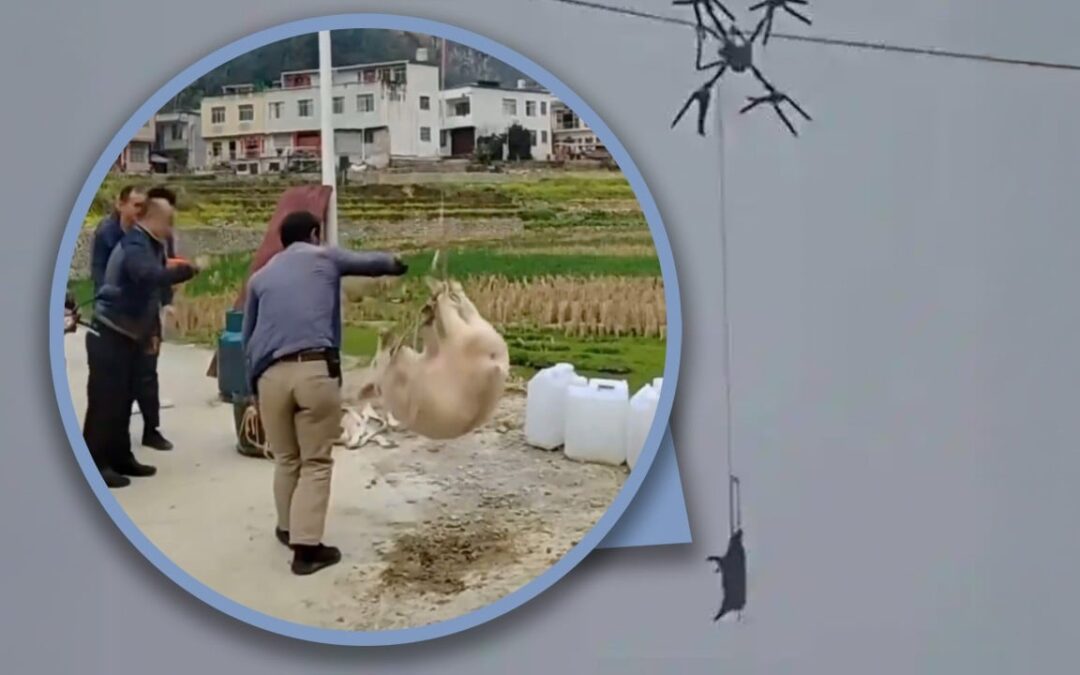 China farmer uses drone to transport pigs, causing power outage when cables get ensnared