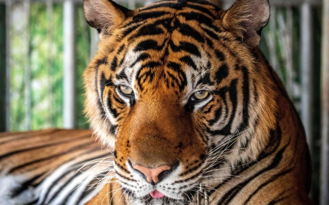 Why did 72 tigers die at a Thailand tourist park in under 2 weeks?