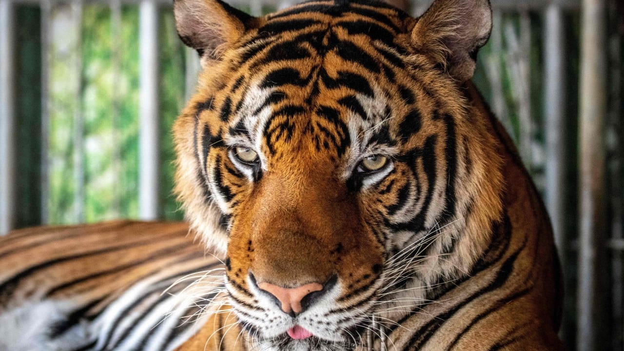 Why did 72 tigers die at a Thailand tourist park in under 2 weeks?