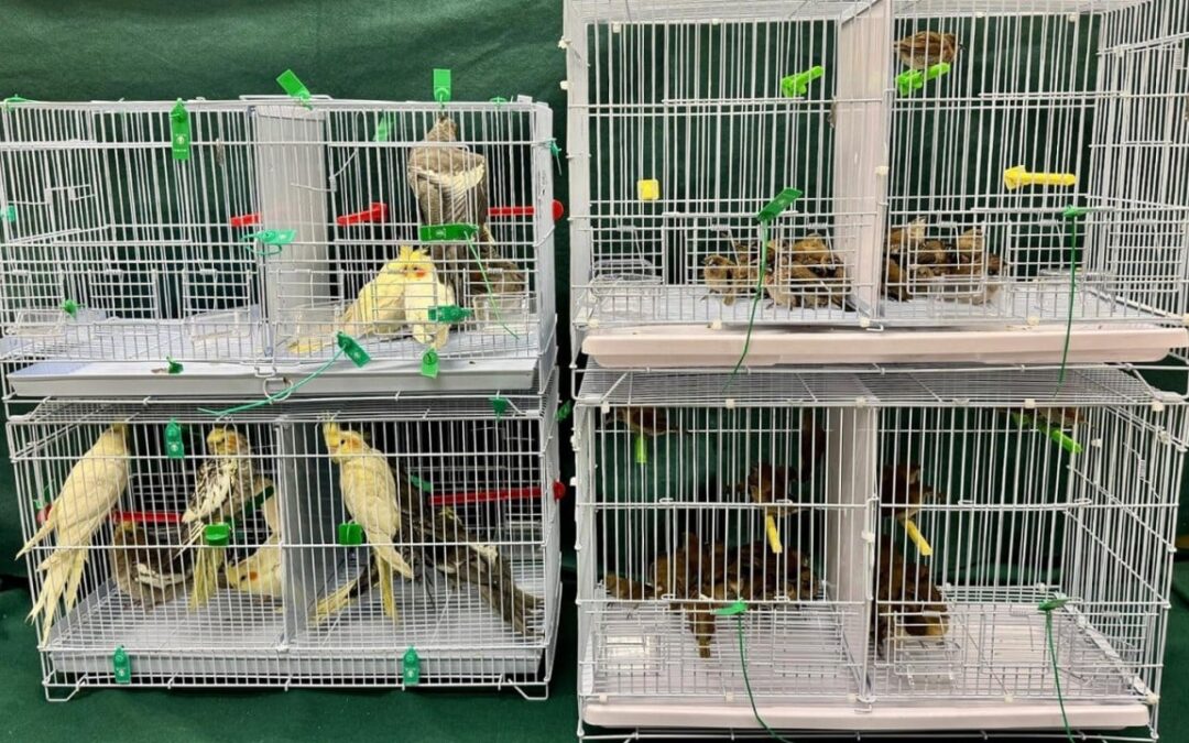 Woman arrested over illegally importing 112 birds worth HK$15,000