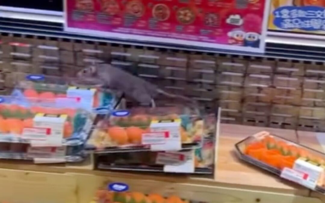 Rat in Don Don Donki sushi chiller sparks outcry over Hong Kong hygiene standards