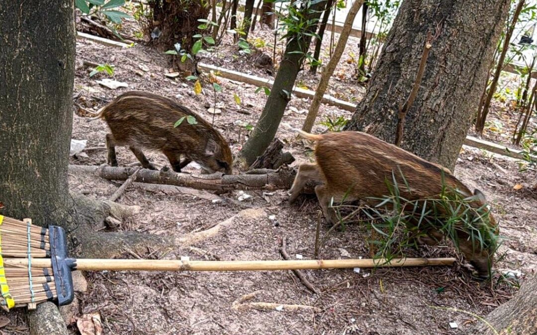 8 wild boars captured in Hong Kong’s Wong Tai Sin neighbourhood