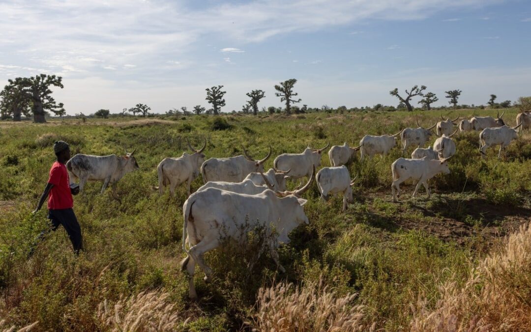 Iran war delivers new inflation stress to African economies emerging from older shocks