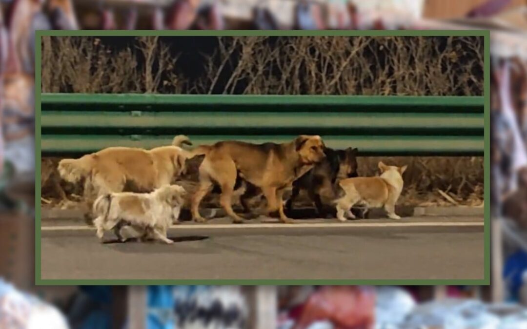 Heartwarming tale of 7 dogs’ escape from captivity in China garners 230 million views