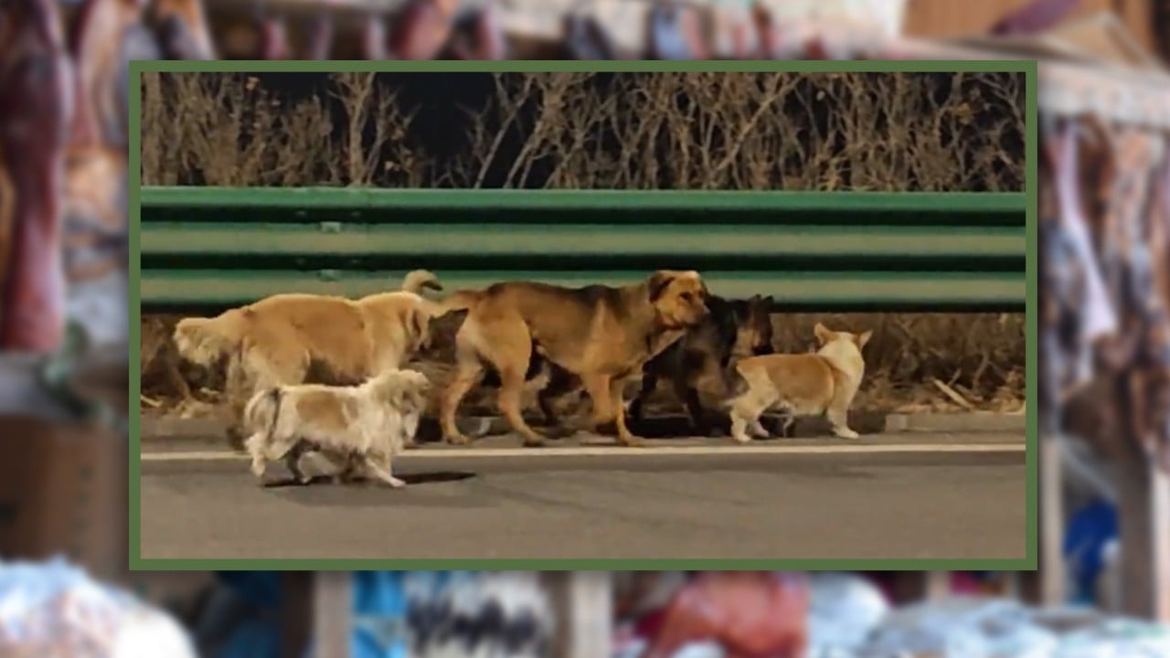 Heartwarming tale of 7 dogs’ escape from captivity in China garners 230 million views