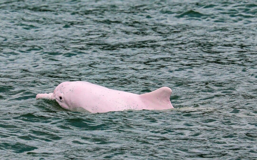 Hong Kong researcher sounds alarm after toxic electronic waste found in dolphins