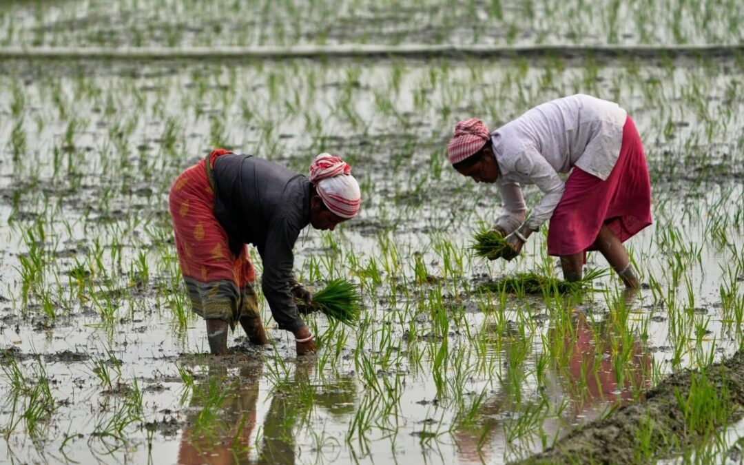 War on Iran threatens Asia’s food supply as fertiliser prices surge