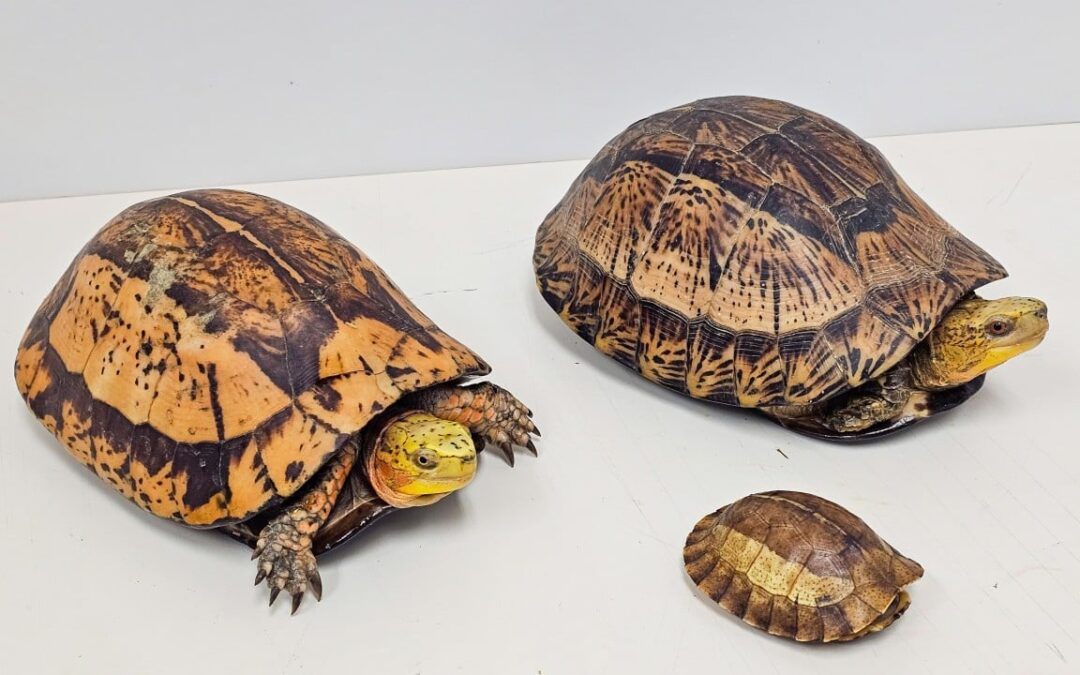 Man arrested after 14 endangered reptiles found in Kwai Chung industrial site