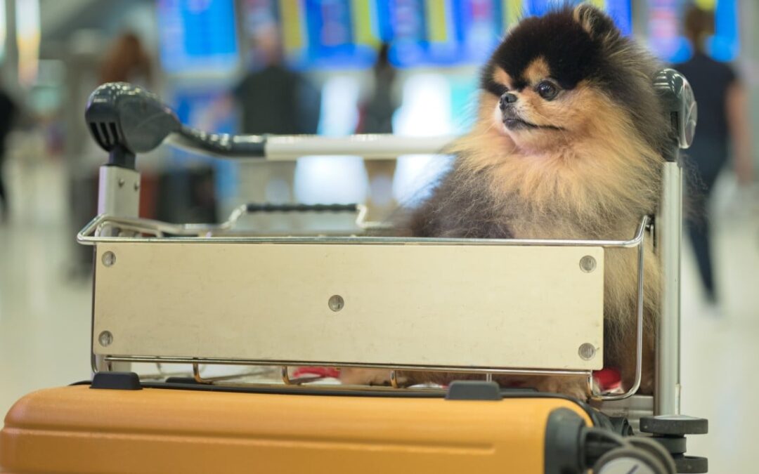 Hongkongers in UAE urge rethink of home city’s 120-day quarantine for cats, dogs