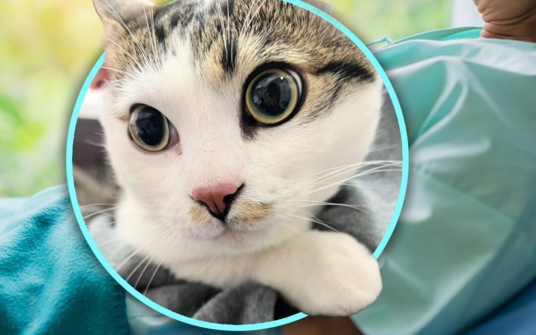 China pet shop owner finds dumped cat with touching note and cash from elderly facing surgery