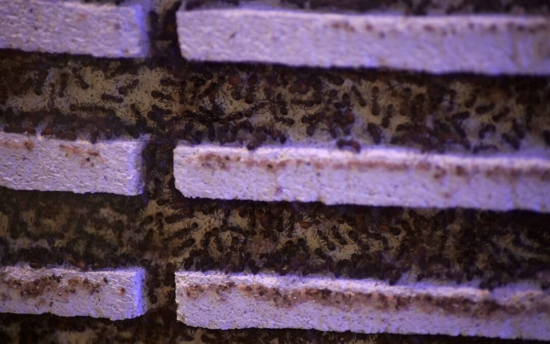 Ant smuggling rises in Kenya as Chinese national caught with 2,238 insects at airport