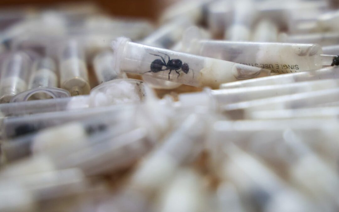 Why are smugglers swarming East Africa for ants to send to China and Europe?