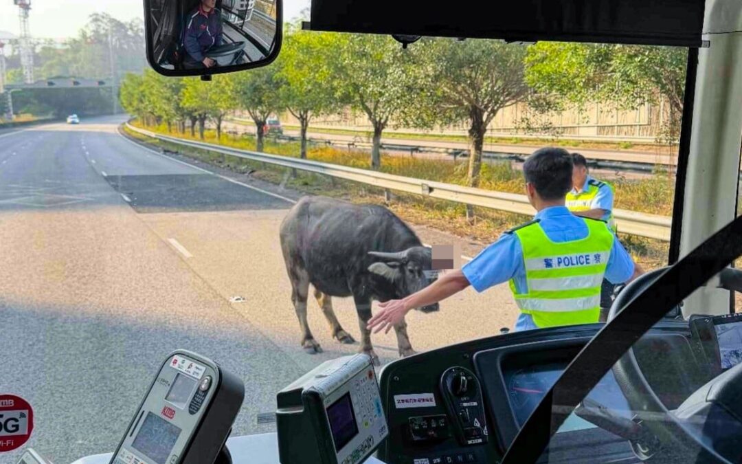 Injured buffalo brings rush-hour traffic to a standstill on Hong Kong highway