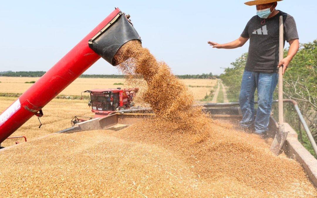 Can China massively reduce food imports with super-efficient unmanned rice farms?