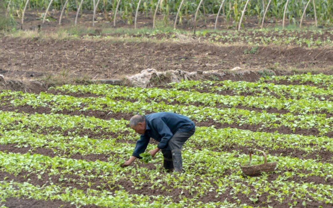 China’s rural pensions in focus as lawmakers fight for farmers’ fair share amid income gap