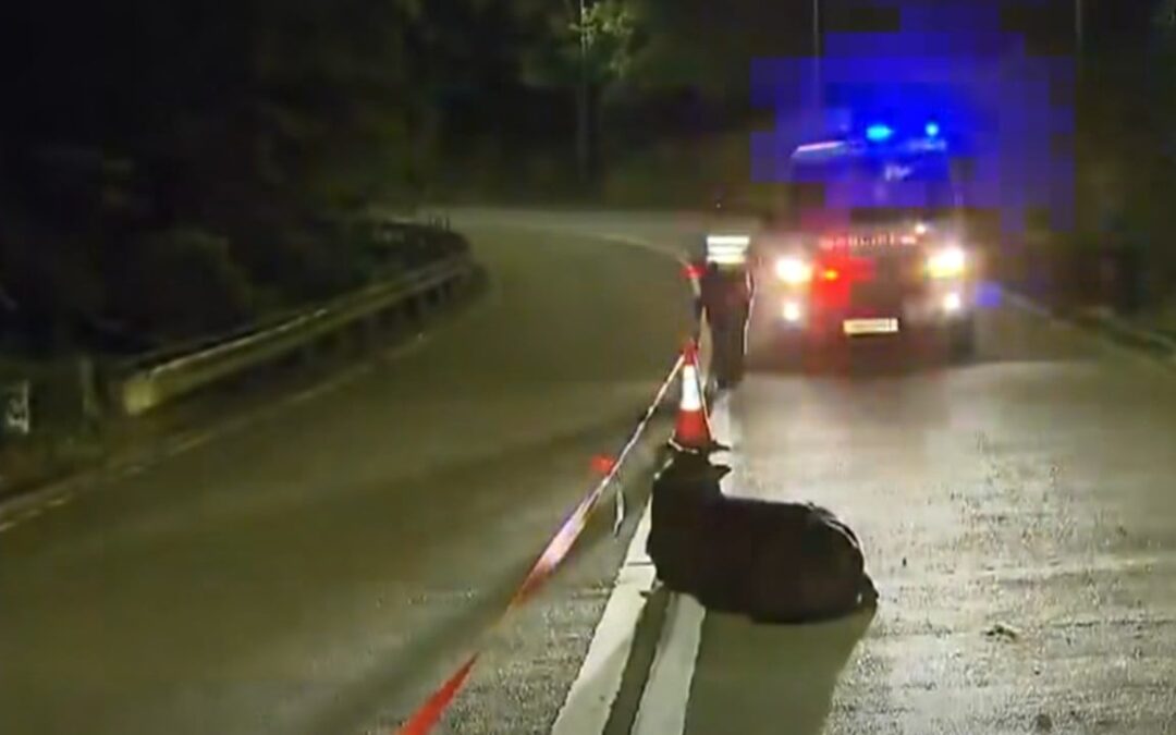 Man injured after being caught between fighting cows on Hong Kong hiking trail