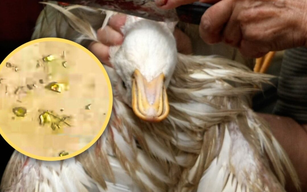 Chinese man discovers gold particles in duck’s stomach, weighing 10 grams, worth US$1,800