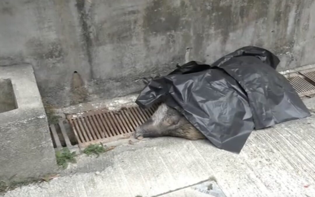 Wild boar bites hiker, tumbles to its death down flight of stairs in village