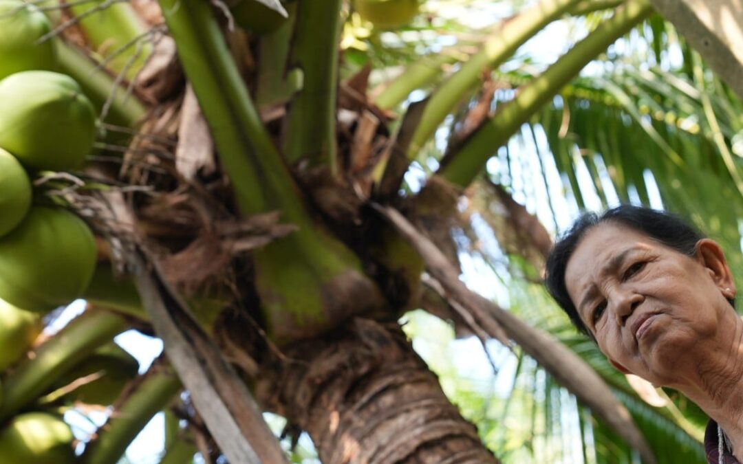 Inside the coconut cartel: how Chinese money squeezes Thai farmers