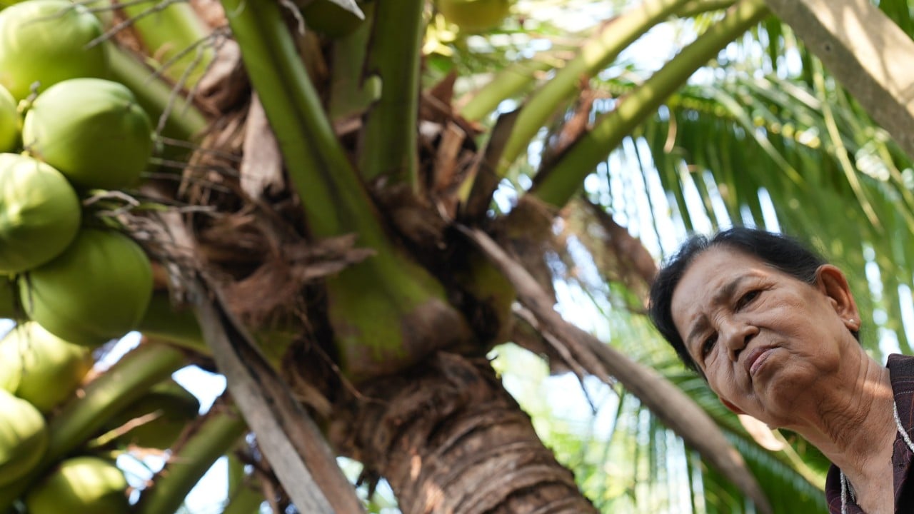 Inside the coconut cartel: how Chinese money squeezes Thai farmers