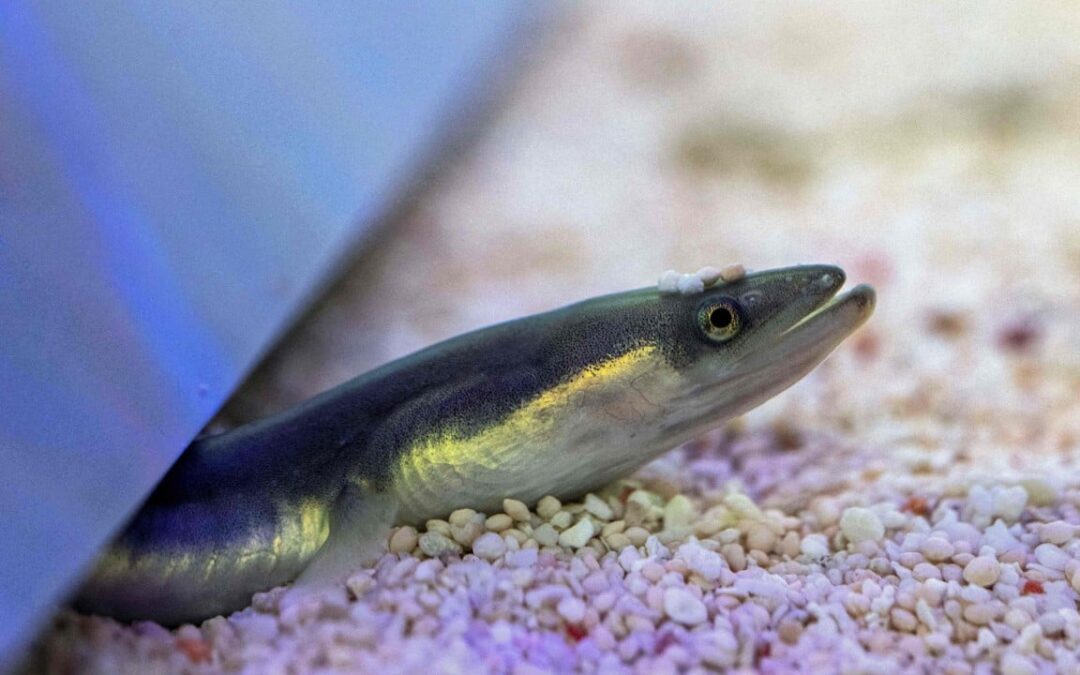 Chinese scientists replicate eel’s 6,000km breeding journey inside research pool