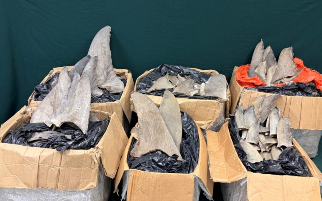 Hong Kong customs seizes HK$280,000 worth of dried shark fins from Panama