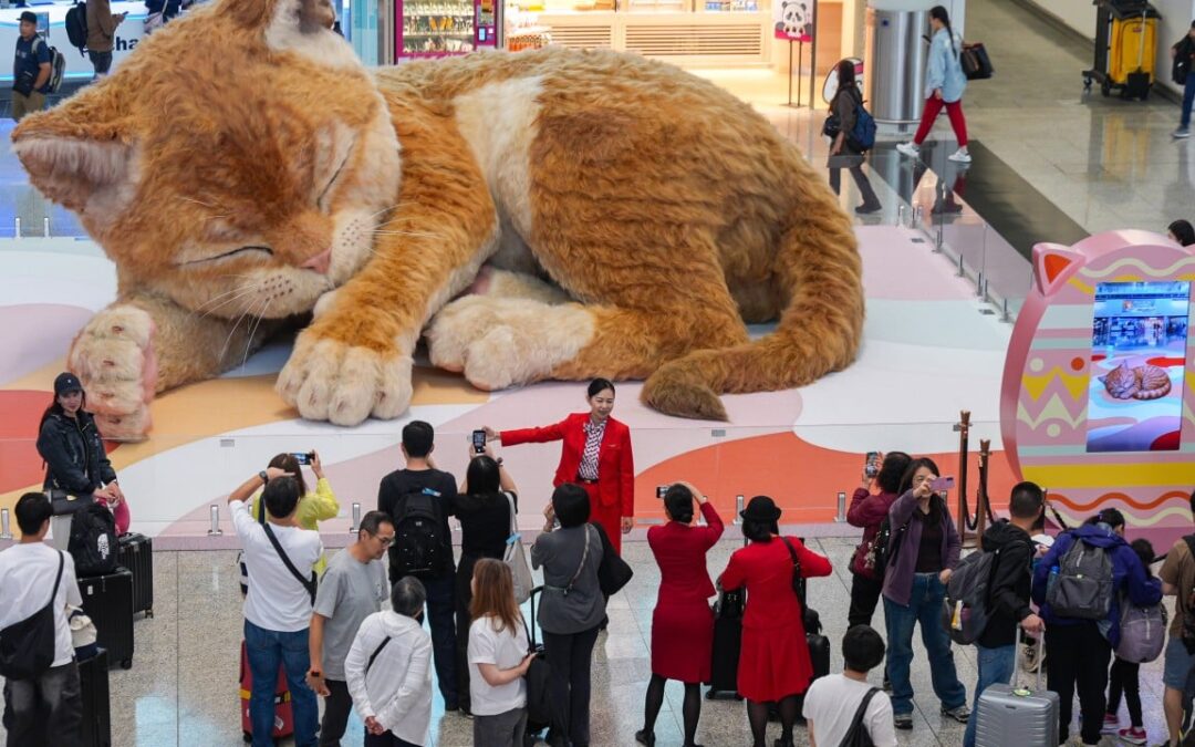 Move over, Easter Bunny: cats are the stars in Hong Kong this holiday
