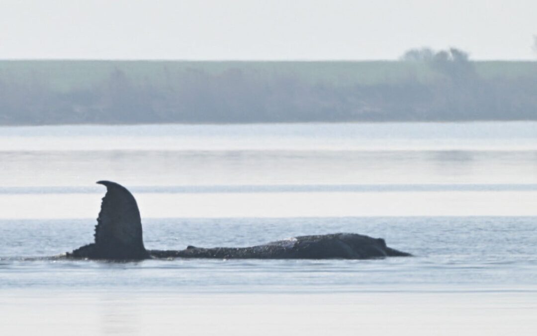 Beached whale grips and divides Germany: ‘free Timmy!’