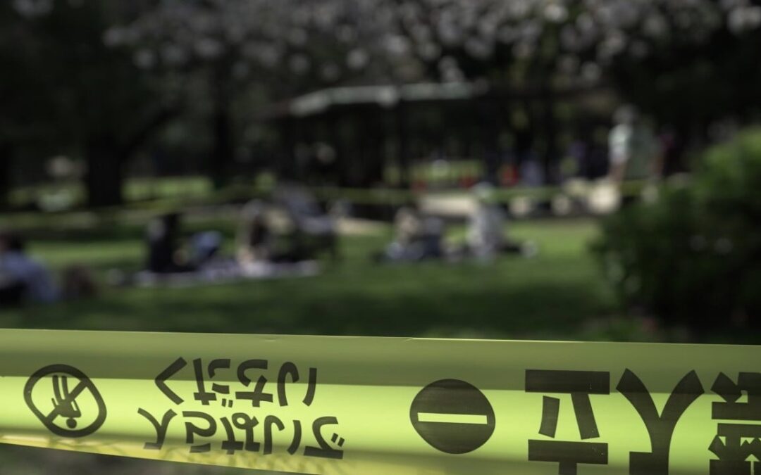 Safety fears bloom in Japan as ageing cherry trees collapse in Tokyo parks