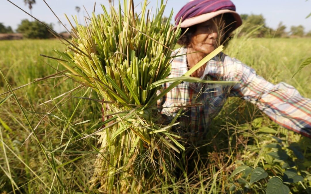 Asia’s ‘panicked farmers’ brace for a looming rice crisis post-Iran war