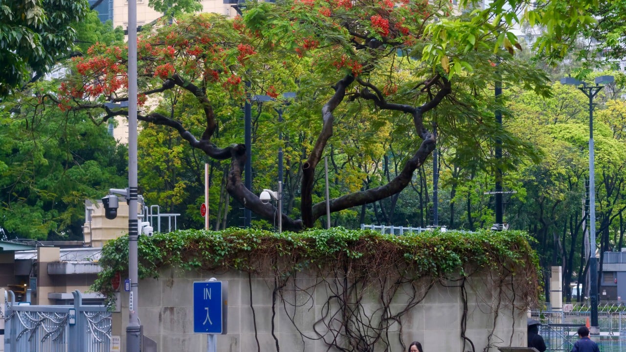 Some Hong Kong trees are behaving strangely and botanists want to know ...
