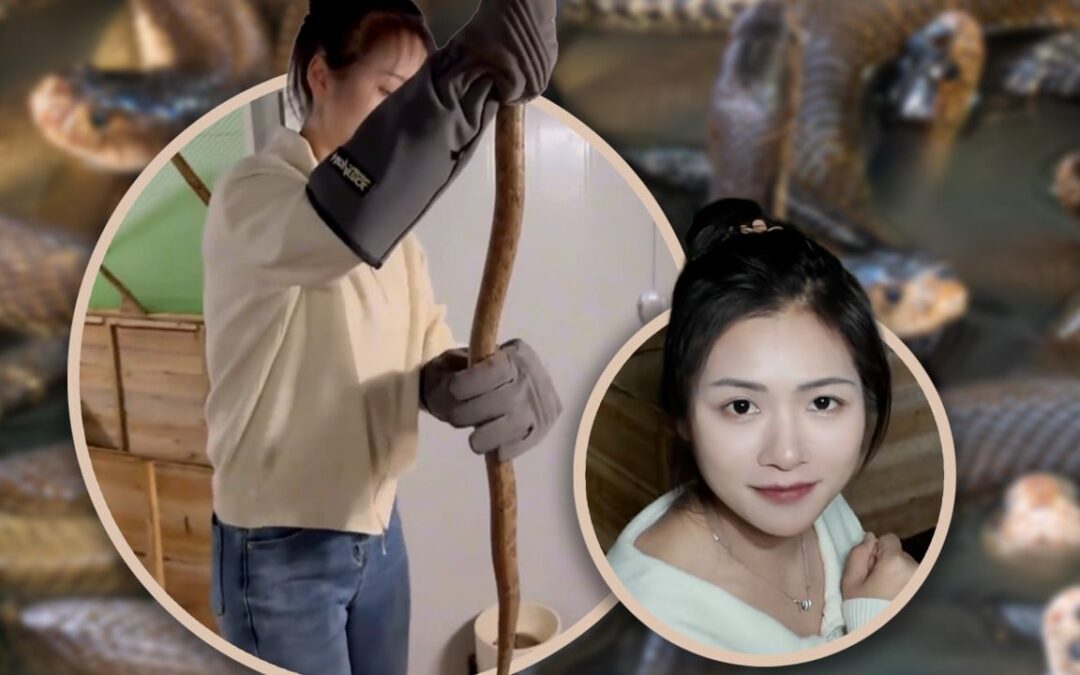 China woman returns to hometown to raise 60,000 venomous snakes, earns US$146,000 annually