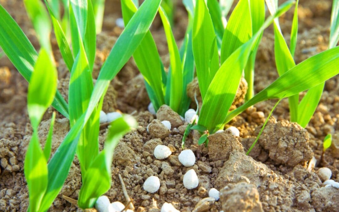 High fertiliser prices mean more soybeans for farmers – and greater reliance on China