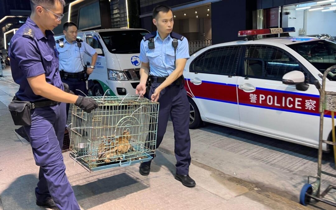 Hong Kong to strengthen police coordination in animal abuse cases