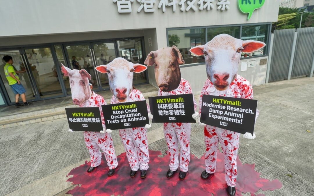 Hong Kong animal groups urge HKTVmall boycott over life science experiments