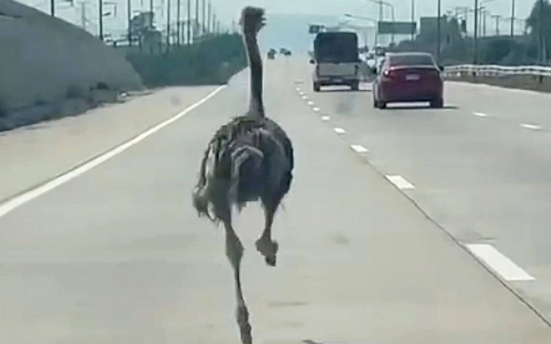 Ostrich escapes animal cafe, sprints down Thai highway