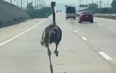 Ostrich escapes animal cafe, sprints down Thai highway