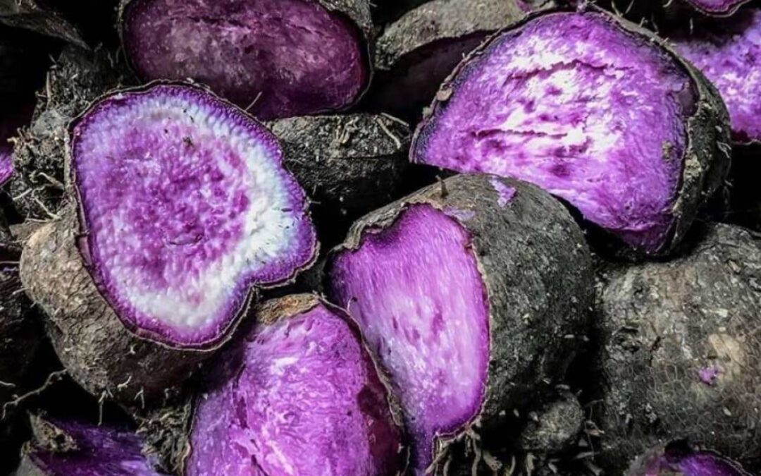 How Philippine ube farming can cash in on ‘purple gold rush’