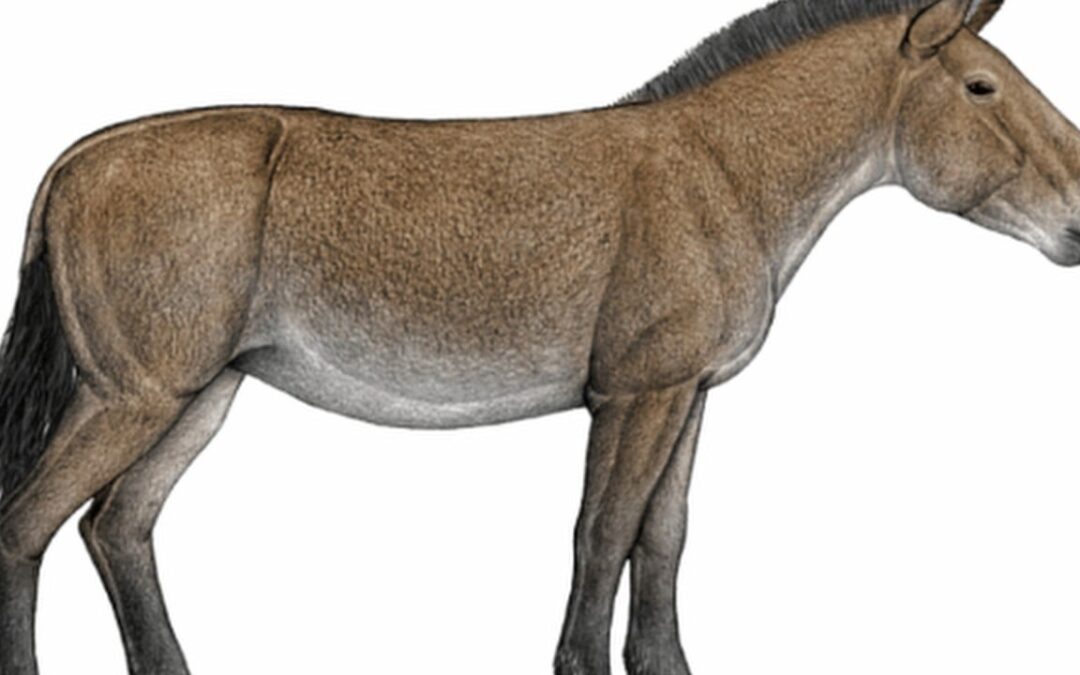 Horses originated in America and reached Europe through China, fossil DNA reveals