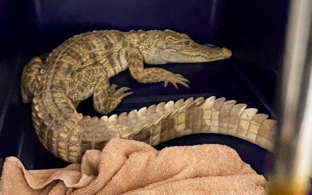 Crocodile discovered on balcony triggers arrest after 100 more reptiles found