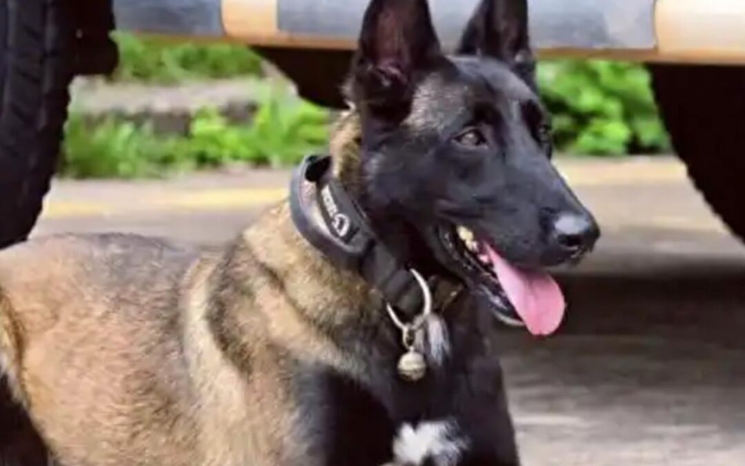 Devoted police dog moves millions in China by waiting for injured handler, refusing food