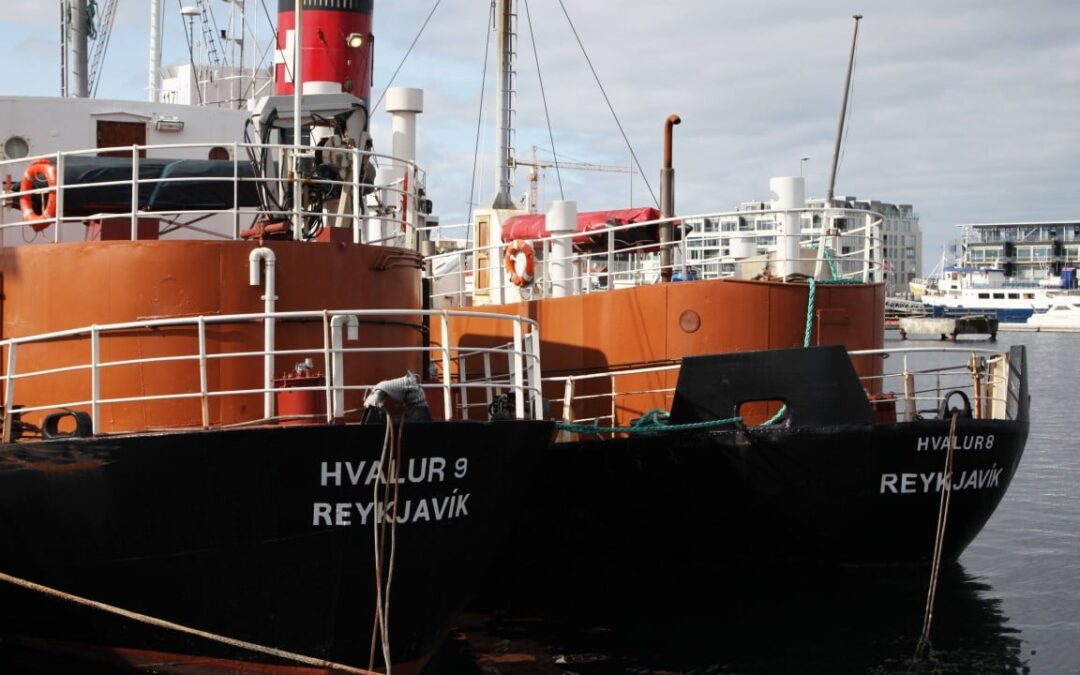 Iceland resumes whale hunt amid protest