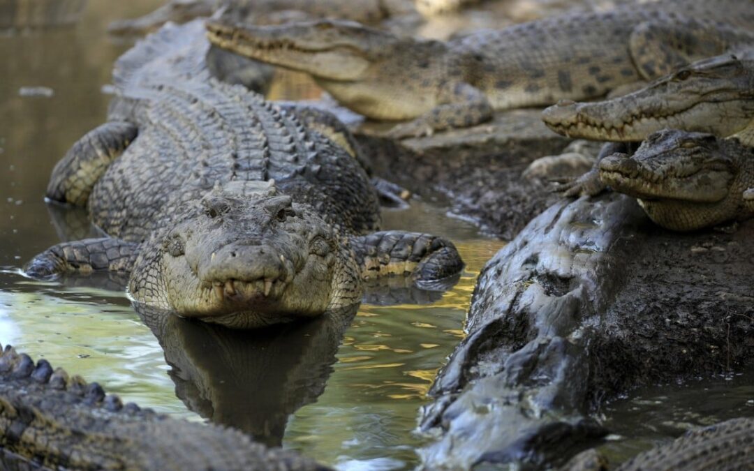 Fatal crocodile attacks in Indonesia put spotlight on habitat destruction