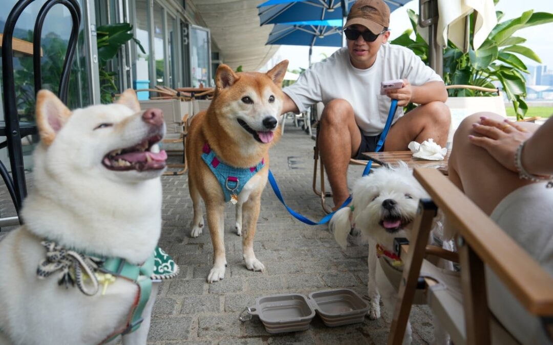‘Overwhelming’: Hong Kong’s dog-friendly restaurant scheme twice oversubscribed