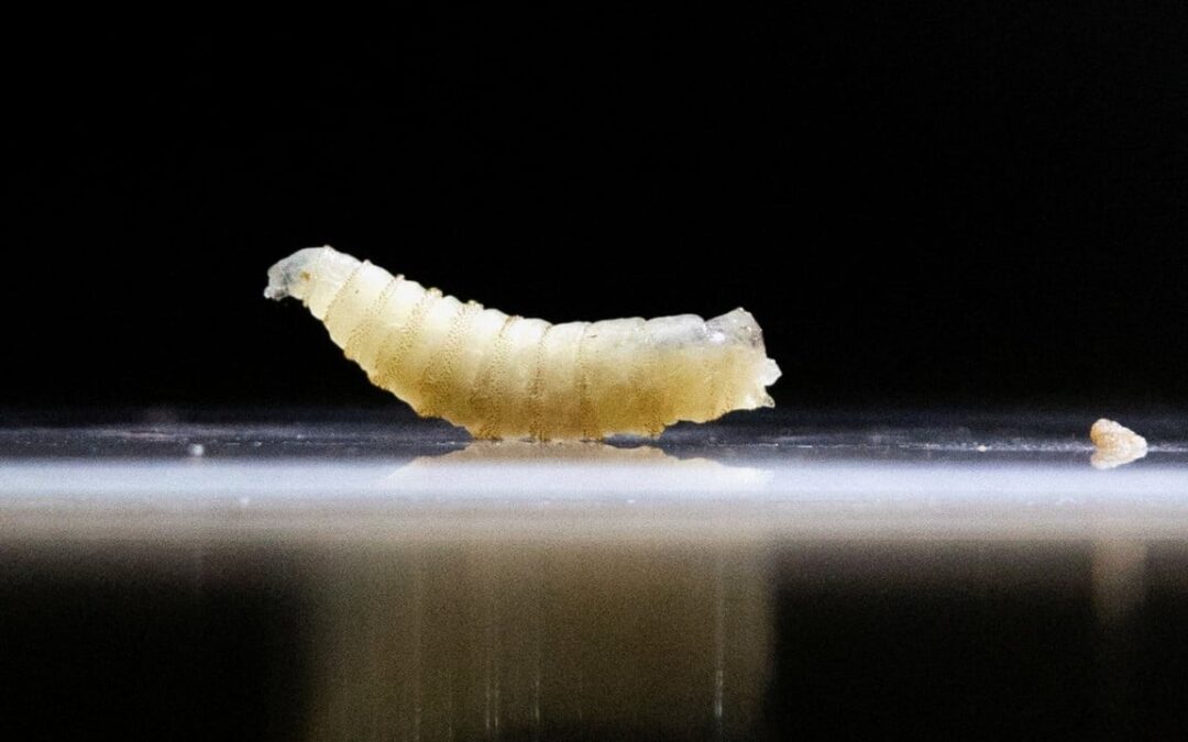 Quarantine in Texas: US races to contain deadly flesh-eating parasite