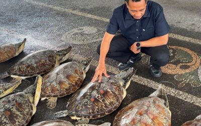 Indonesian police foil turtle-smuggling ring in Bali, rescue 21 live animals