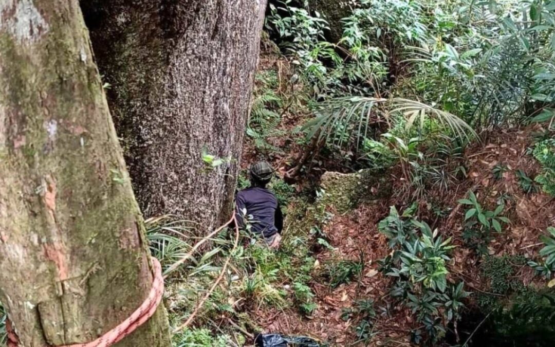 Malaysian hiker missing for 2 weeks miraculously survives on forest berries