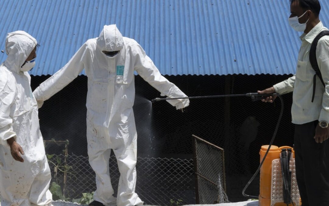 Nepal’s bird flu outbreak spreads, breeding pandemic mutation fears
