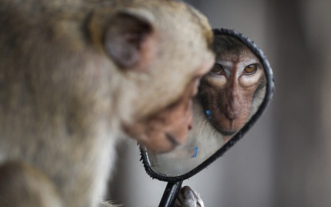Boy dies in Thailand after attack by grandfather’s monkey, pet released into forest