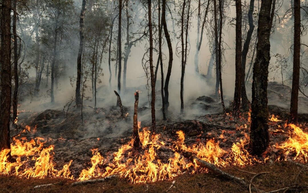 2 arrested over Fontainebleau forest fire near Paris, interior minister says